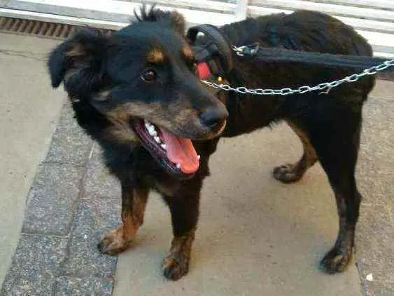 Cachorro raça  idade 7 a 11 meses nome Julie 