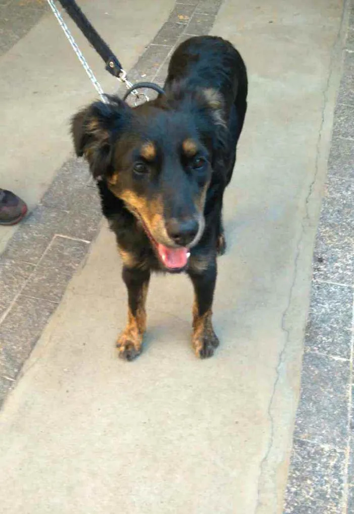 Cachorro raça  idade 7 a 11 meses nome Julie 