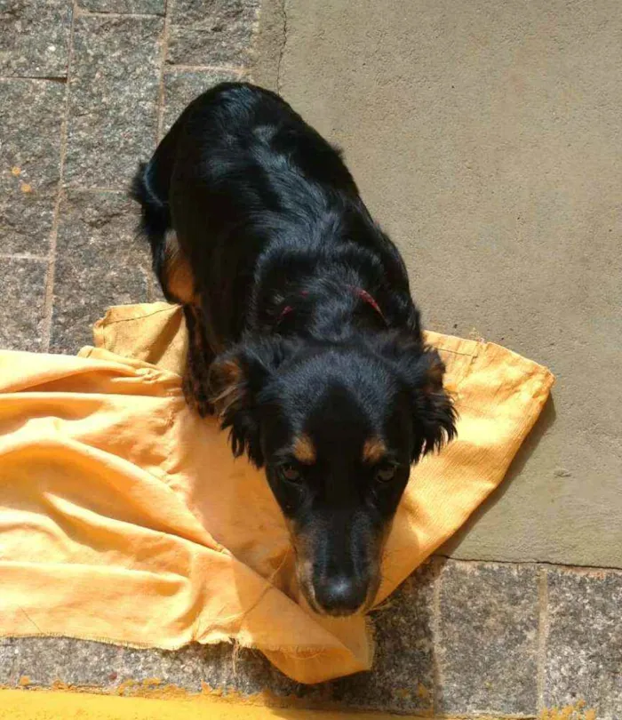 Cachorro raça  idade 7 a 11 meses nome Julie 