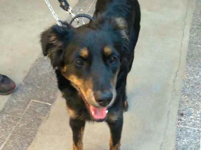 Cachorro raça  idade 7 a 11 meses nome Julie 