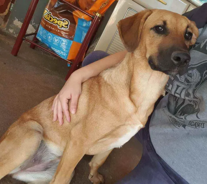 Cachorro ra a Sem raça definida idade 2 a 6 meses nome Princesa