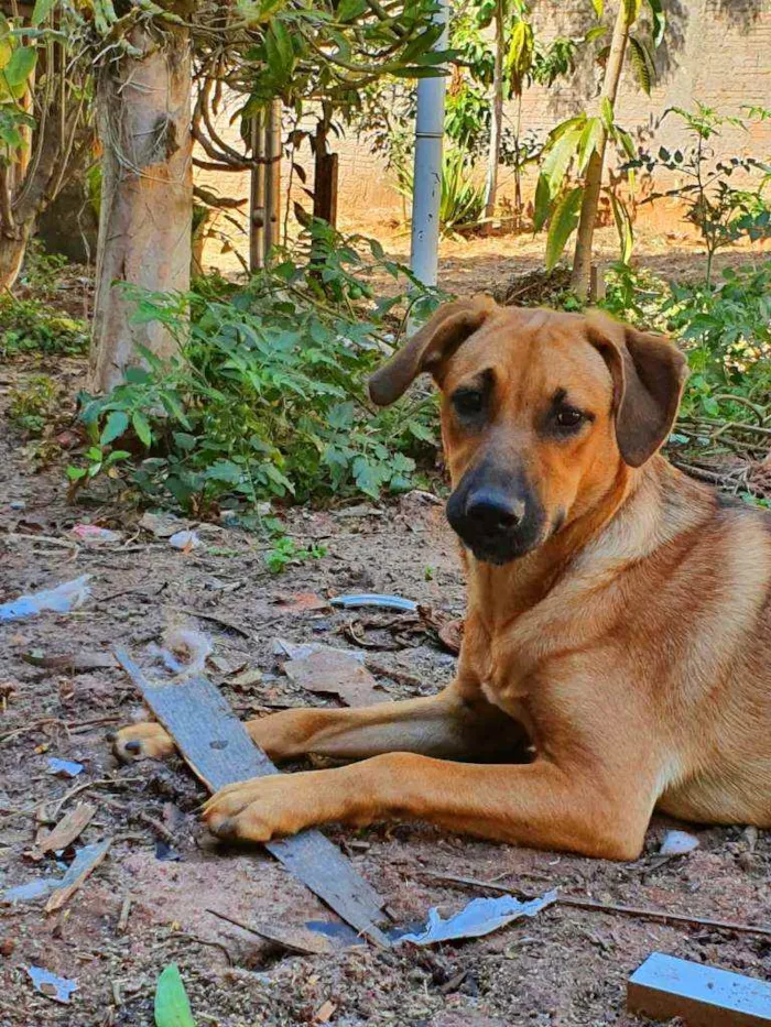Cachorro ra a Sem raça definida idade 2 a 6 meses nome Princesa