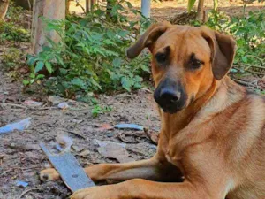 Cachorro raça Sem raça definida idade 2 a 6 meses nome Princesa