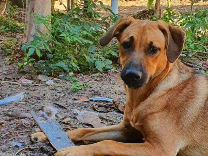 Cachorro ra a Sem raça definida idade 2 a 6 meses nome Princesa