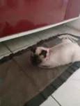 gatinha