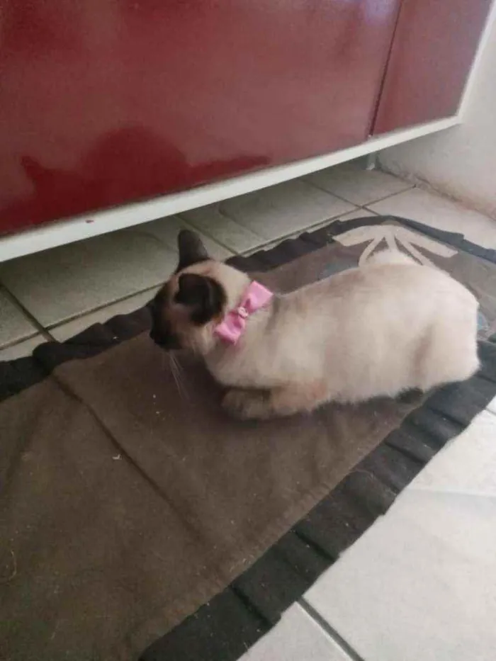 Gato raça  gato Siamês de raça idade 1 ano nome gatinha