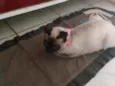 gatinha