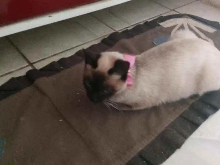 Gato raça  gato Siamês de raça idade 1 ano nome gatinha