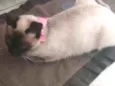 gatinha