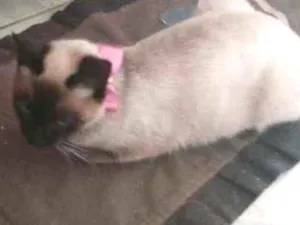 Gato raça  gato Siamês de raça idade 1 ano nome gatinha