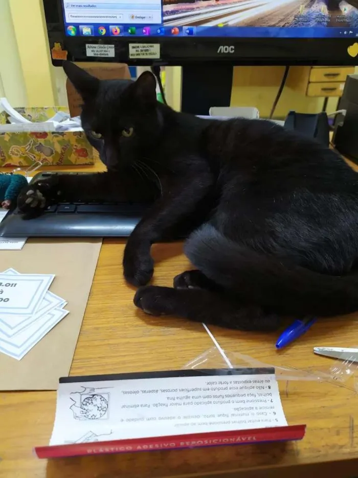 Gato ra a SRD-ViraLata idade 2 anos nome Black