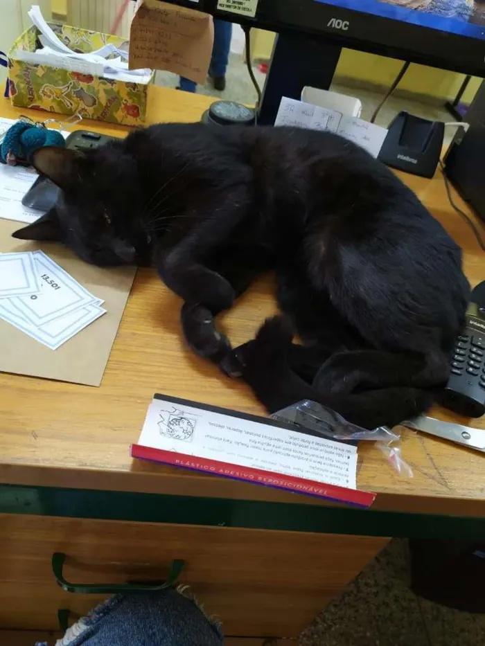 Gato ra a SRD-ViraLata idade 2 anos nome Black