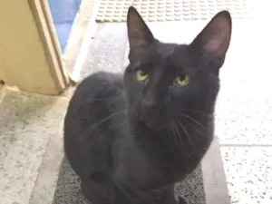 Gato raça SRD-ViraLata idade 2 anos nome Black