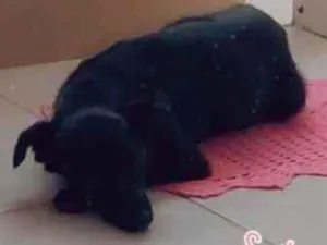 Cachorro raça Vira lata idade 2 anos nome Estrela