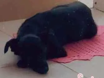 Cachorro raça Vira lata idade 2 anos nome Estrela