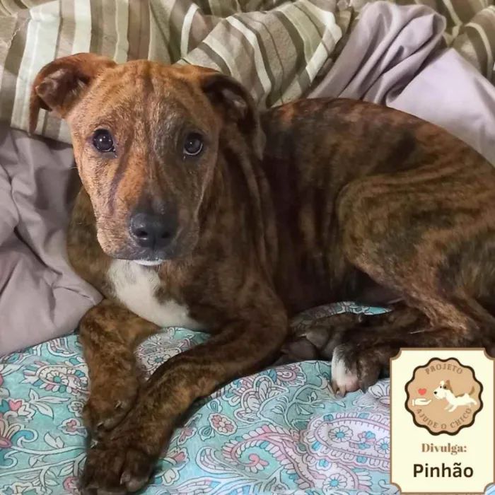 Cachorro ra a SRD idade 2 a 6 meses nome Pinhão 