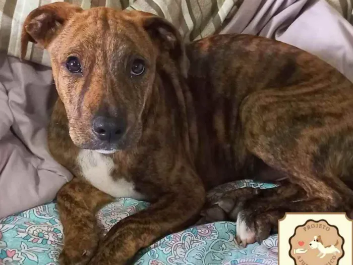 Cachorro ra a SRD idade 2 a 6 meses nome Pinhão 