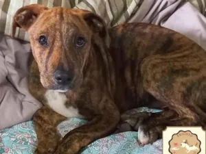 Cachorro raça SRD idade 2 a 6 meses nome Pinhão 