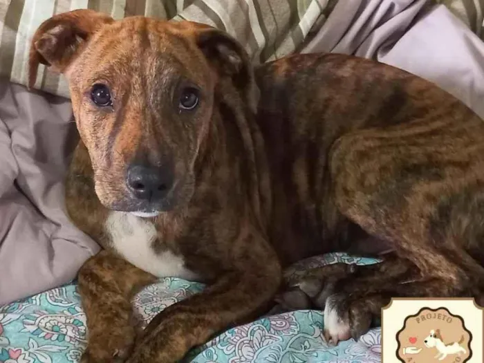 Cachorro ra a SRD idade 2 a 6 meses nome Pinhão 