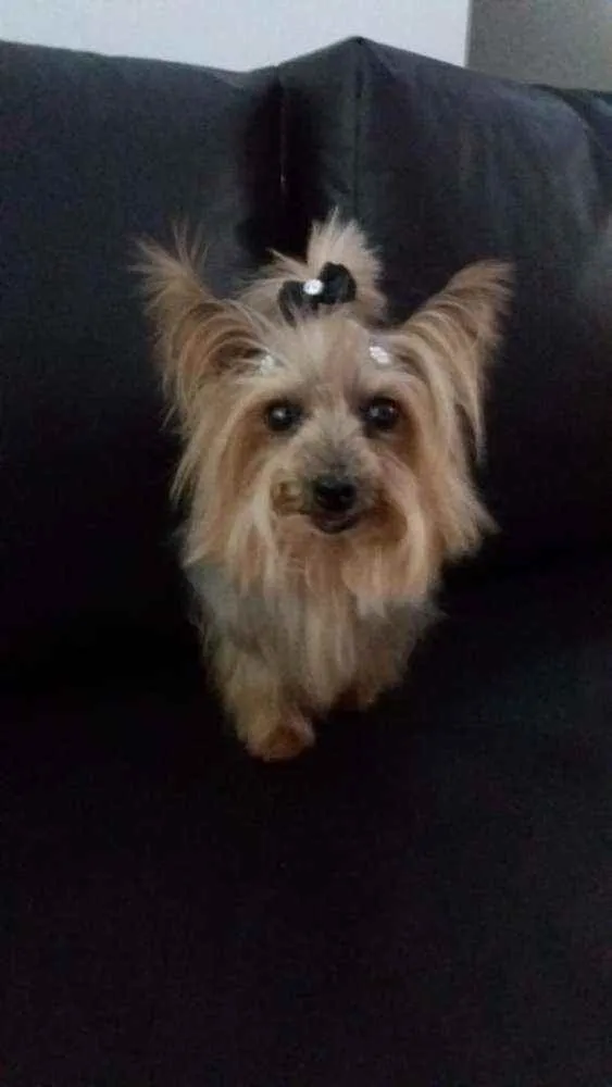Cachorro ra a Yorkshire idade 6 ou mais anos nome Babi