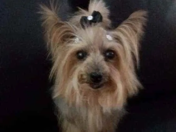 Cachorro ra a Yorkshire idade 6 ou mais anos nome Babi