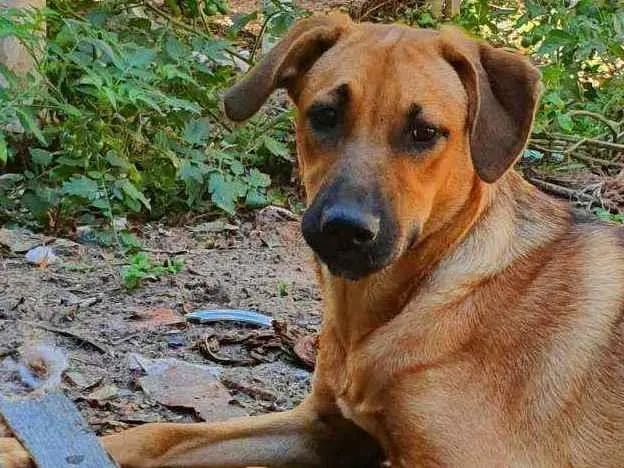 Cachorro ra a Sem raça definida  idade 2 a 6 meses nome Princesa