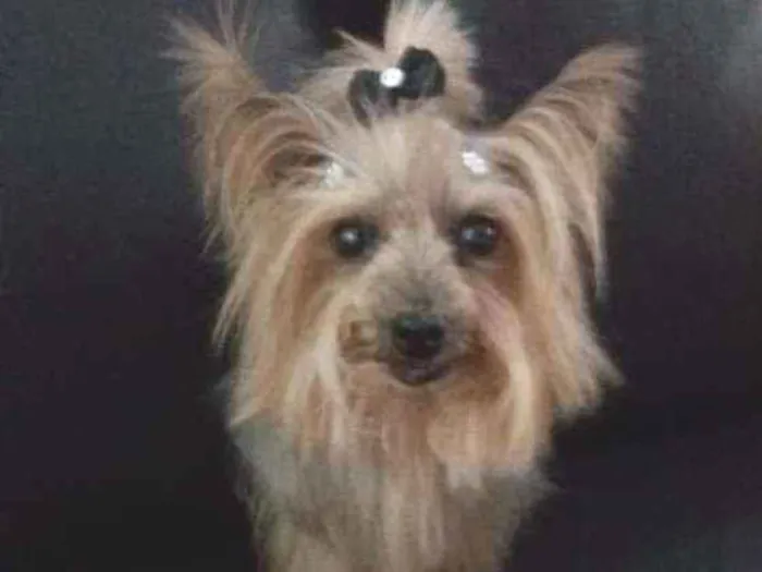 Cachorro ra a Yorkshire idade 6 ou mais anos nome Babi