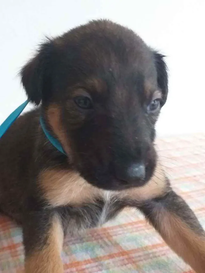 Cachorro ra a Vira lata idade Abaixo de 2 meses nome Tutu