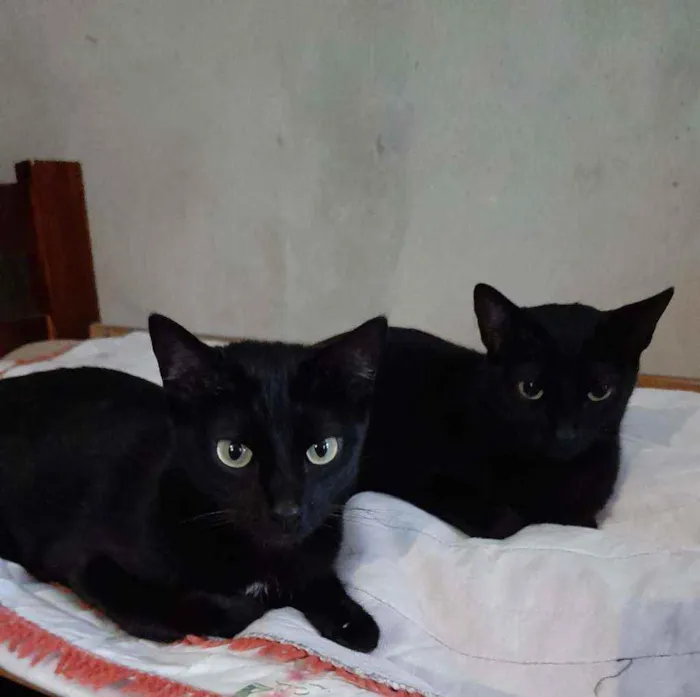 Gato ra a SRD idade 3 anos nome Marias