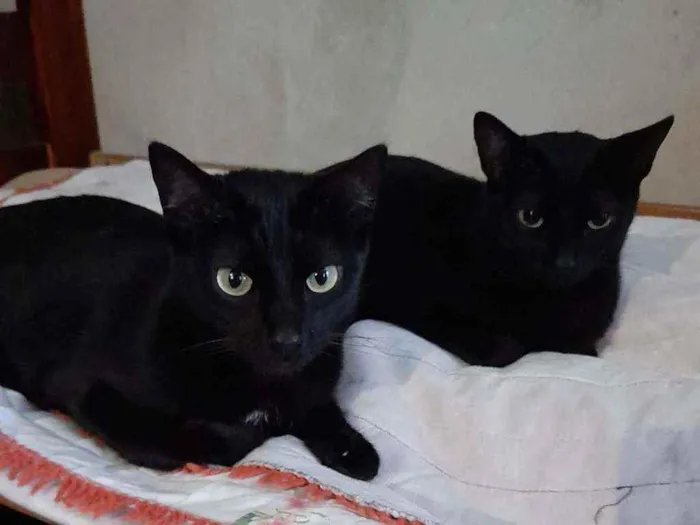 Gato ra a SRD idade 3 anos nome Marias