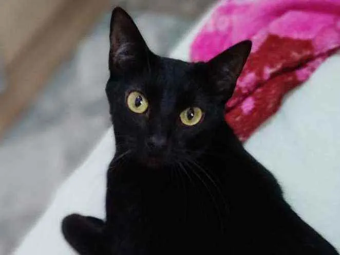 Gato ra a SRD idade 3 anos nome Marias