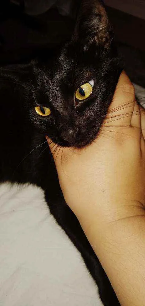 Gato ra a SRD idade 3 anos nome Marias