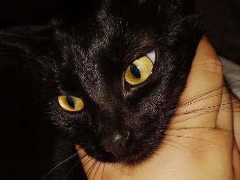 Gato ra a SRD idade 3 anos nome Marias