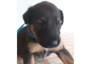 Cachorro raça Vira lata idade Abaixo de 2 meses nome Tutu