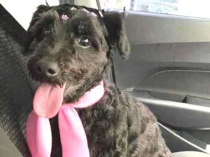 Cachorro raça SRD idade 3 anos nome Mel