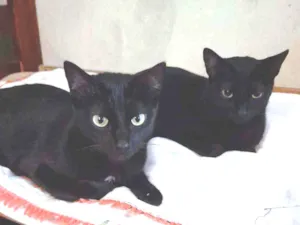 Gato raça SRD idade 3 anos nome Marias