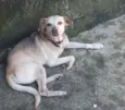 Lobinho, Negão