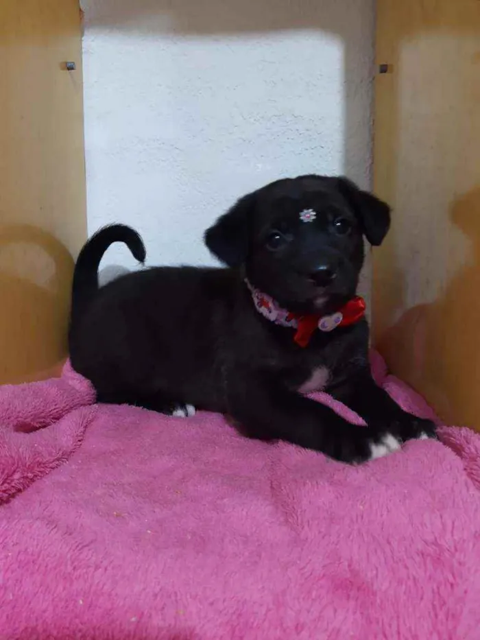 Cachorro raça SRD  idade Abaixo de 2 meses nome Turquesa 