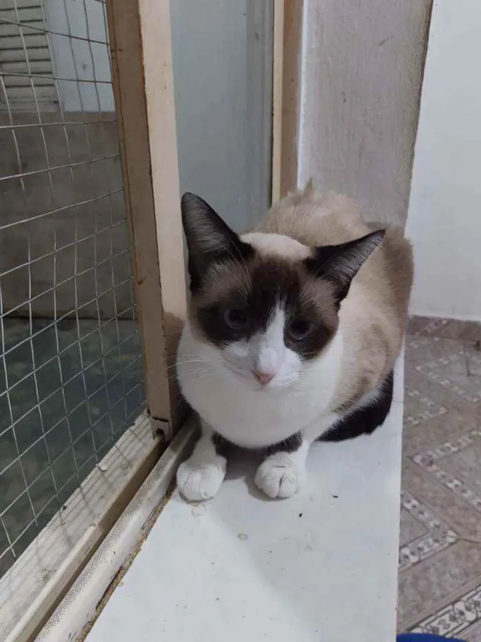 Gato raça SRD  idade 1 ano nome Jessie 