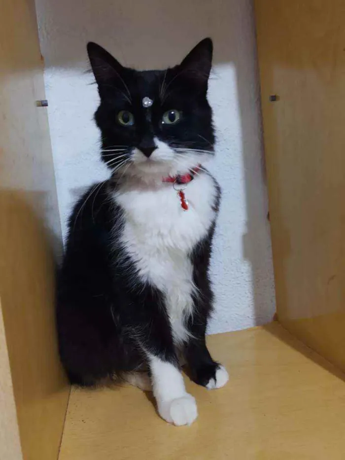 Gato raça SRD  idade 2 anos nome Sofia 