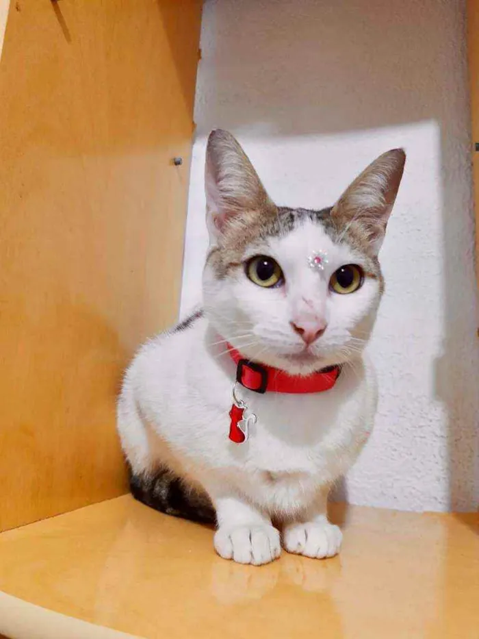 Gato raça SRD  idade 1 ano nome Pitanga 