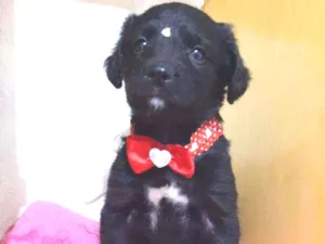 Cachorro raça SRD  idade Abaixo de 2 meses nome Rubi 