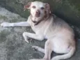 Lobinho, Negão