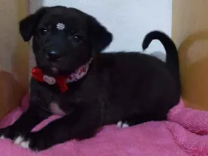 Cachorro raça SRD  idade Abaixo de 2 meses nome Turquesa 