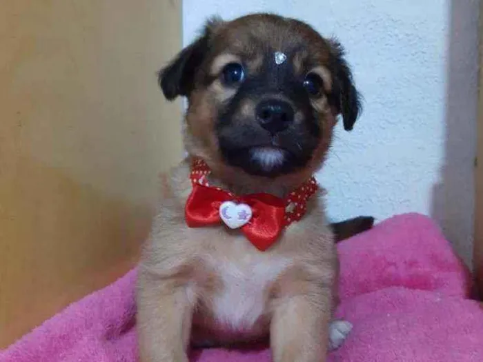 Cachorro raça SRD  idade Abaixo de 2 meses nome Blenda 