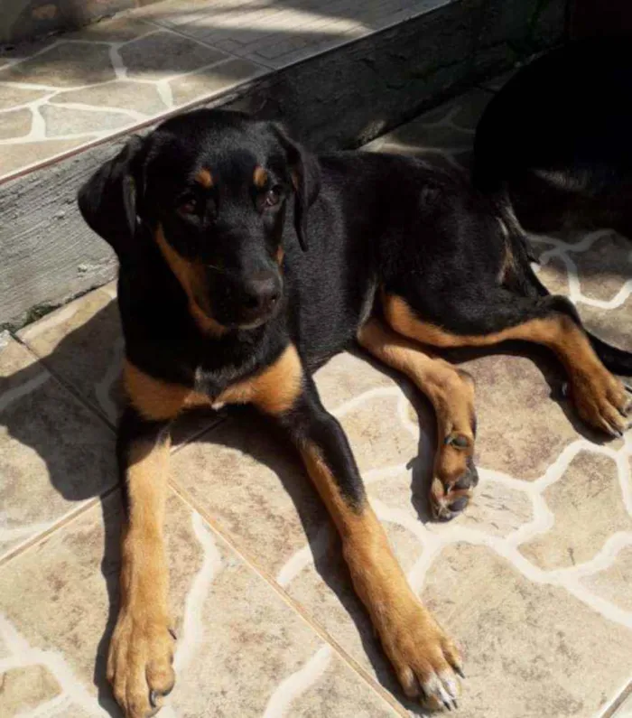 Cachorro ra a SRD idade 2 a 6 meses nome Ayla