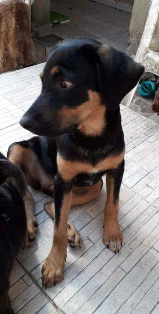 Cachorro ra a SRD idade 2 a 6 meses nome Ayla