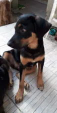 Ayla