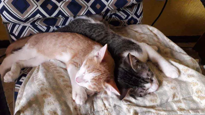 Gato raça SRD idade 2 a 6 meses nome Leo e Dalí