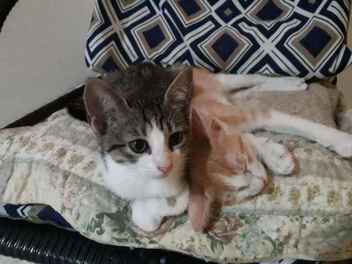 Gato raça SRD idade 2 a 6 meses nome Leo e Dalí